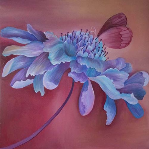 Scabious